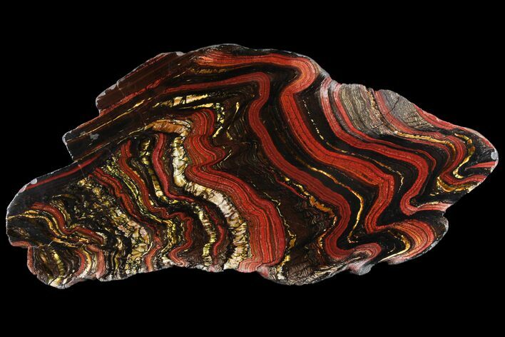 Polished Tiger Iron Stromatolite - ( Billion Years) #95897
